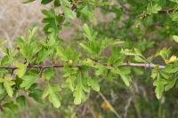 Crataegus monogyna