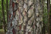 Pinus pinaster