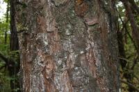 Pinus sylvestris