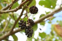 Alnus glutinosa