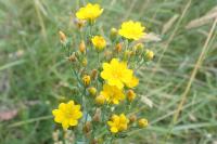Blackstonia perfoliata