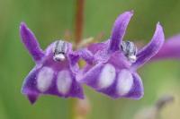 Lobelia urens