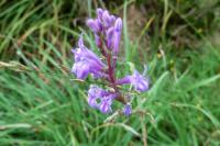 Lobelia urens