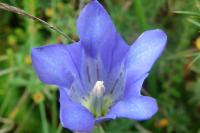 Gentiana pneumonanthe