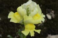 Antirrhinum majus