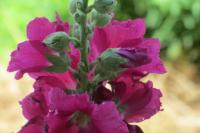 Alcea rosea
