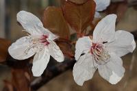 Prunus cerasifera