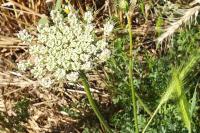 Daucus carota