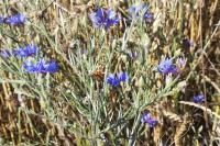 Cyanus segetum
