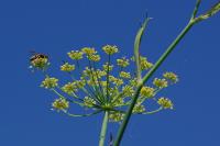 Foeniculum vulgare