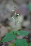 Circaea lutetiana