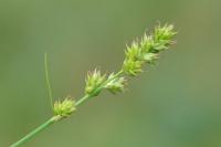 Carex leersii