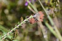 Erica tetralix