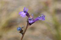 Lobelia urens