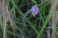 Erica tetralix