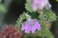 Erica tetralix