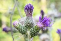 Cirsium palustre