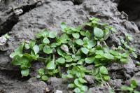 Callitriche stagnalis