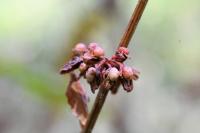 Rumex sanguineus