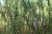 Calluna vulgaris