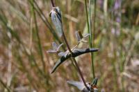 Hypericum pulchrum