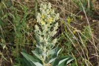 Verbascum pulverulentum