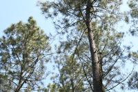 Pinus pinaster