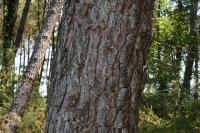 Pinus pinaster