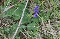Salvia pratensis