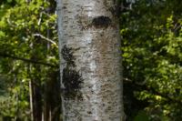 Populus tremula