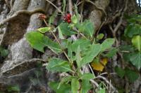 Lonicera periclymenum