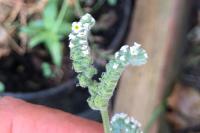 Heliotropium europaeum