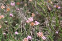 Erica tetralix