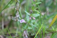 Scutellaria minor
