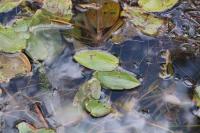 Potamogeton natans