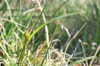 Carex demissa