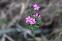 Dianthus armeria