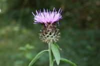 Centaurea decipiens