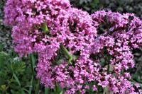 Centranthus ruber
