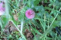 Trifolium pratense