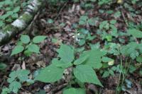 Circaea lutetiana