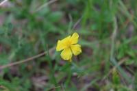 Helianthemum nummularium