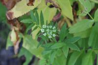 Sium latifolium