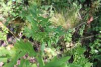 Sium latifolium