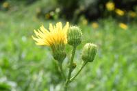 Sonchus arvensis