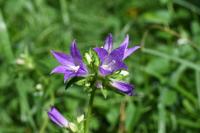 Campanula glomerata