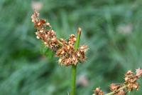 Rumex obtusifolius