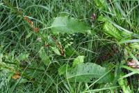 Rumex obtusifolius
