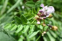 Vicia sepium