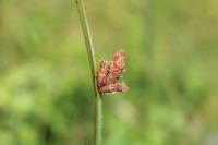 Schoenoplectus pungens